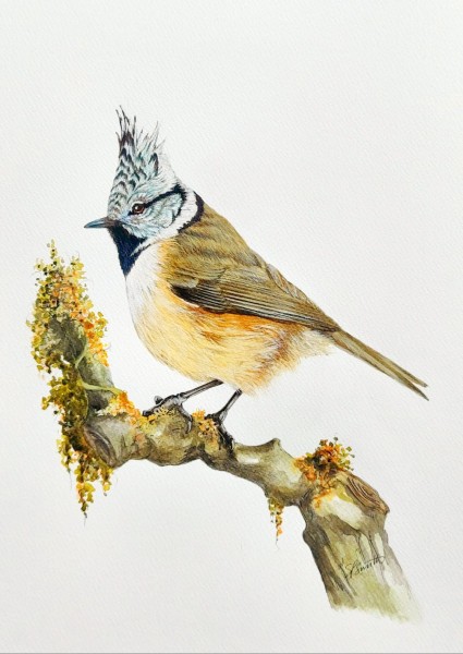 The Crested Tit